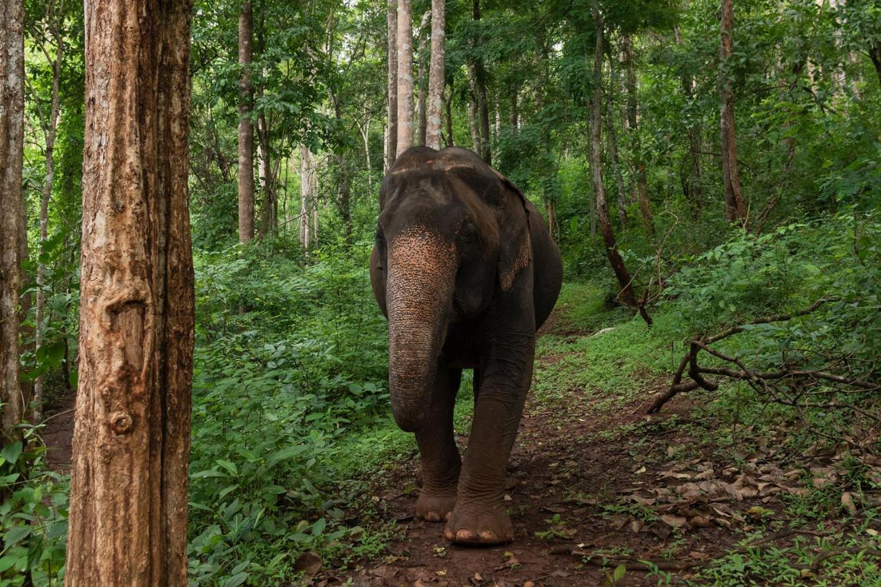 Chiang Mai Elephant Friends Exterior foto